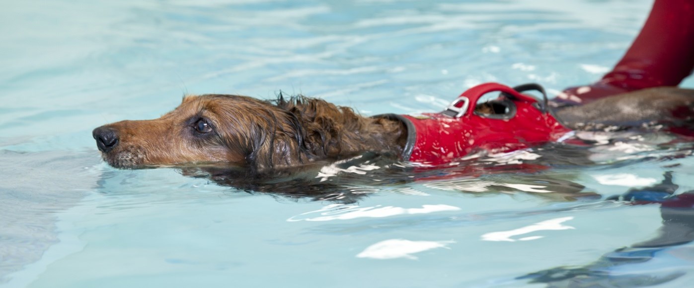 We offer Canine Hydrotherapy. Click here for more information...