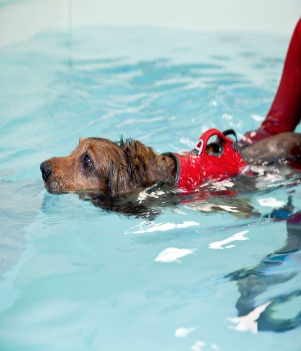 We offer Canine Hydrotherapy. Click here for more information...